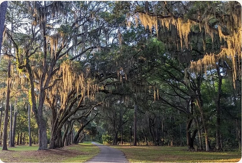 Live oak trees draped with Spanish moss on Daufuskie Island